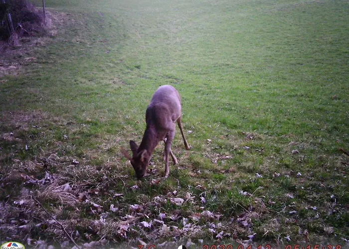 Forellenwirt Bacher 3* Kirchberg (Sankt Veit an der Glan)